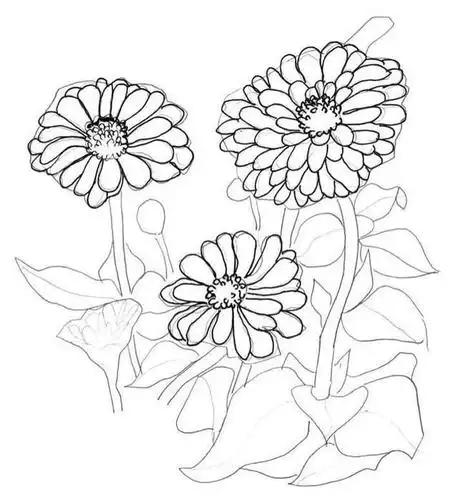 零基础钢笔画教程:分步骤讲解百日草画法,简单易学,小白快临摹