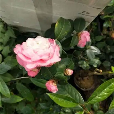 宝贝夫人茶花养了好多年高杆80高申通快递包邮