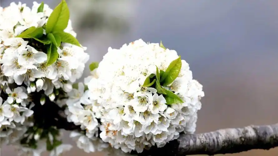 车厘子的姐妹真的可以领养一棵,从发芽97——开花94——结果90