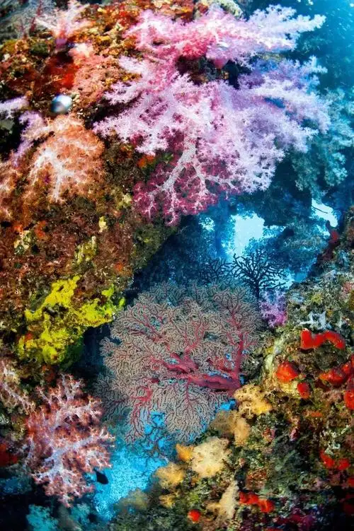 2019不回老家!国外这8个地方,竟成春节旅行热门