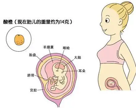 怀孕三个月男胎儿图:准妈妈学会看b超知男女性别