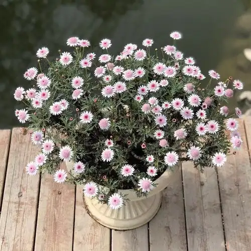 玛格丽特盆栽 花苗小雏菊 阳台庭院花园四季开花爆盆植物露露花园--爱