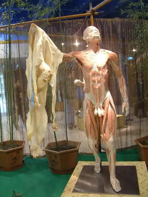 展品包括17件完整人体标本和近200件人体器官标本.图为本次展览展品.