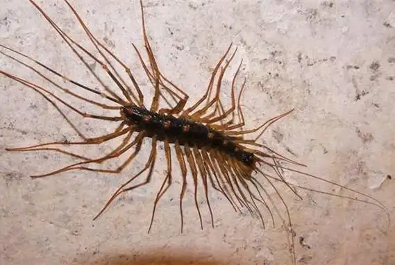 蚰蜒有毒吗(阴虱虫子图片)插图