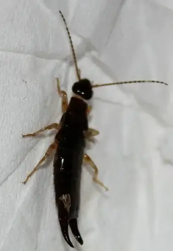 不知道这种虫子是怎么来的,又怎么去除.希望大家帮帮忙