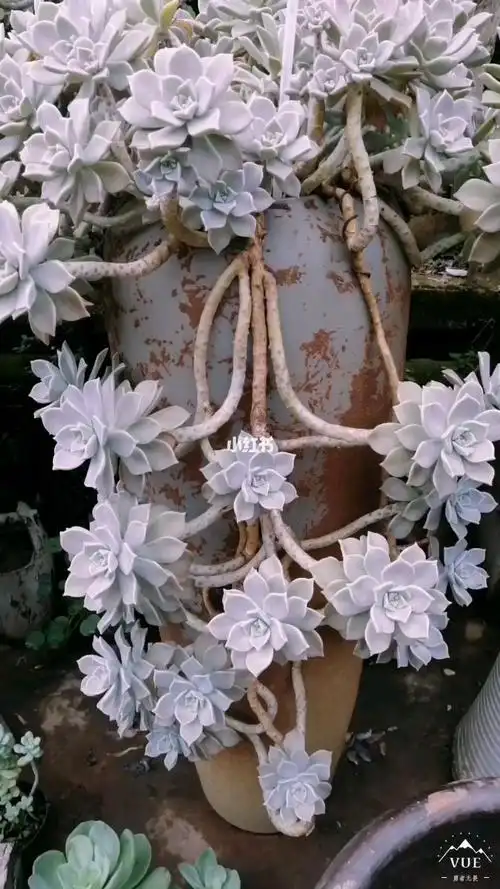 在花市一家多肉店里看到的胧月老桩,这应该是店里的镇店之宝了吧,实在