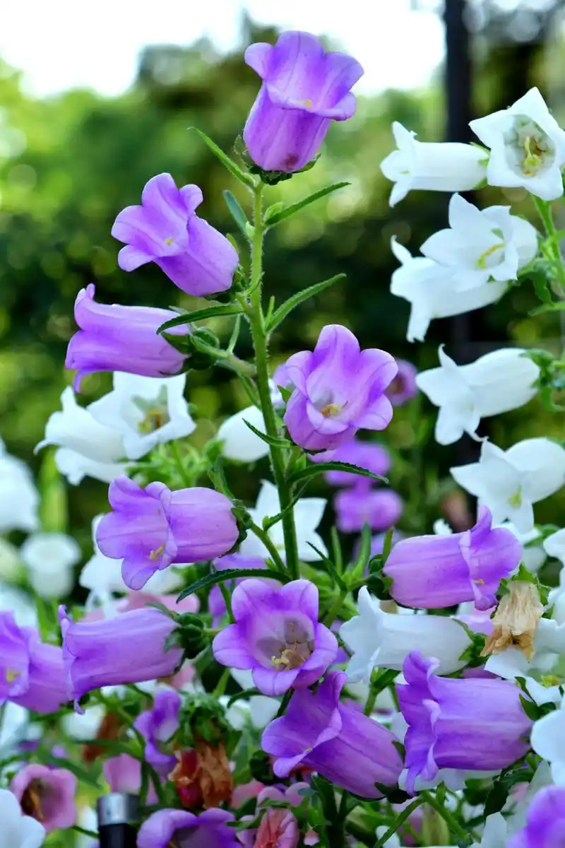 风铃草,一种优雅高贵的花卉,其花语为"永恒的友谊".