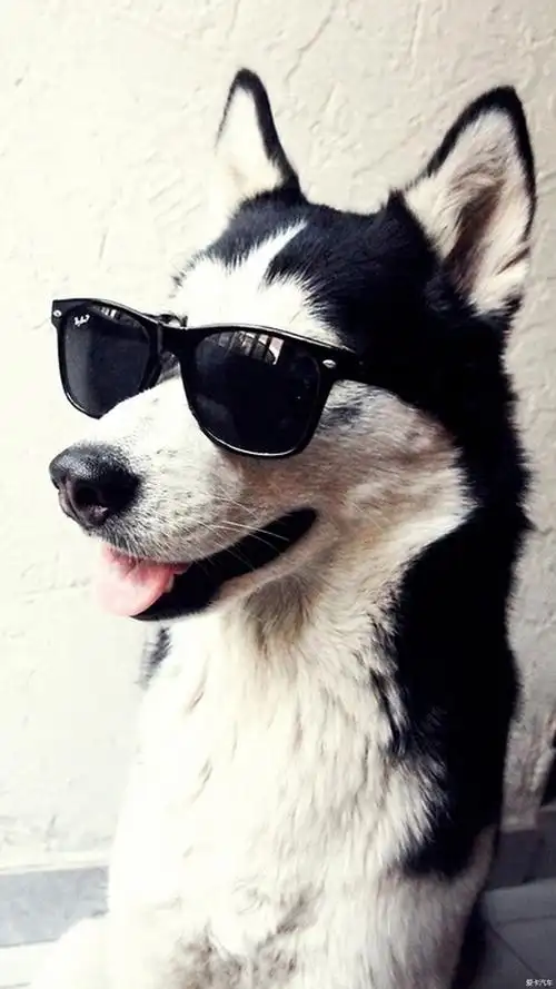 > 『狗哥不姓狗』狗哥的j32有个扯蛋的油底壳!