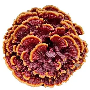 半野生特大灵芝花观赏摆件红花灵芝盆景花灵芝赤芝干货一朵