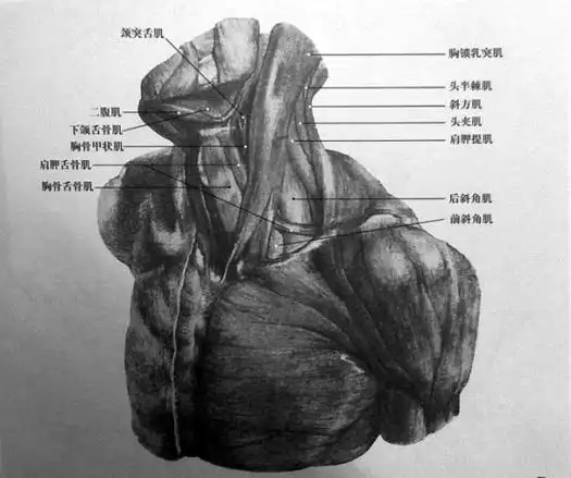 素描头像教程丨颈部结构与画法的提分要点