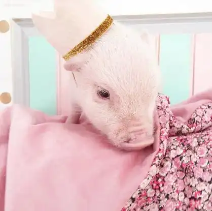 粉红小猪猪 - 就要做一只粉红粉红的小公主 67_猪表情