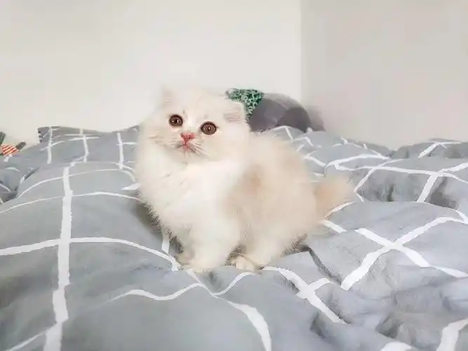 凯米尔奶油色渐层卷儿有偿领养