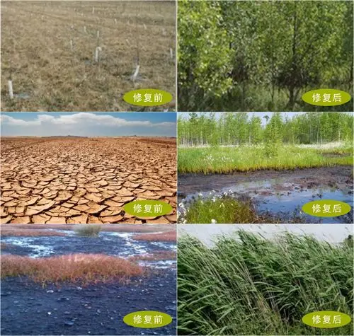 5. 重金属污染土壤修复案例