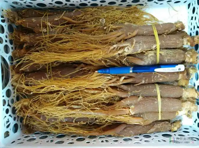 2015年新起的白参 红参面市了