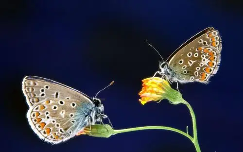 然而,以"帝王"来命名的蛾子,难道是有什么特异功能吗?