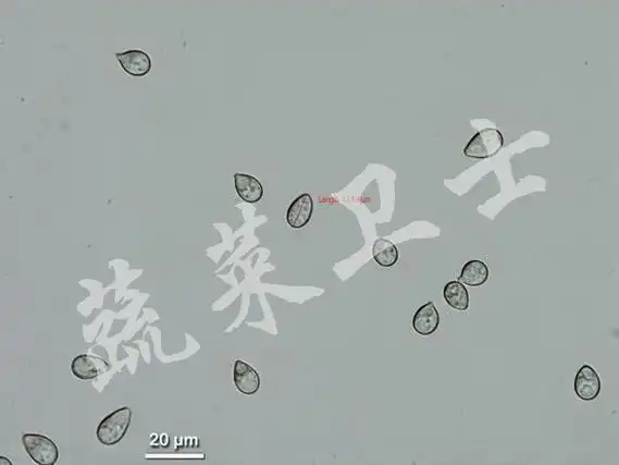 草莓花变红,灰霉病是凶手!【蔬菜卫士报 2508】