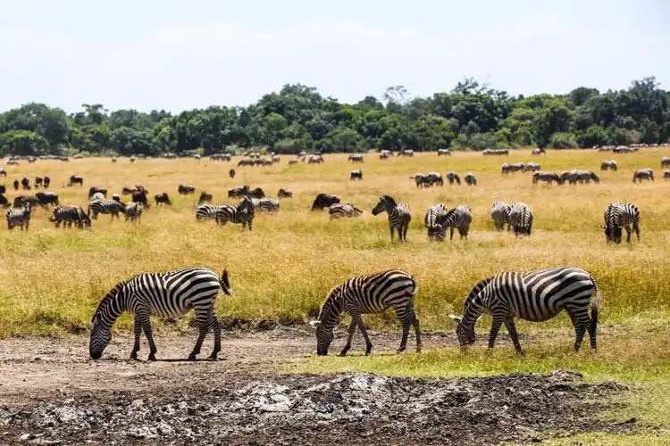 东非大草原野生动物略影