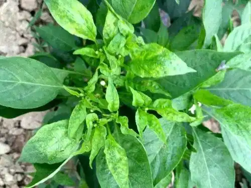 17年发病比较重的几种辣椒病害