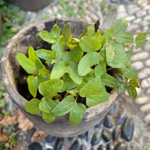 牵牛花生长记录day5