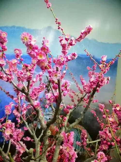 游响水湖梅花展