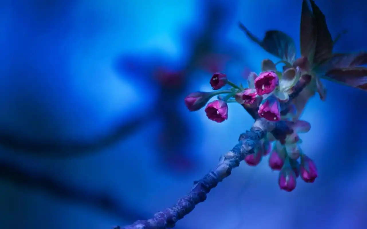 含苞待放的花蕾小清新植物高清壁纸