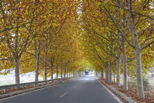 莱芜最美乡村公路——茶业口镇法桐大道