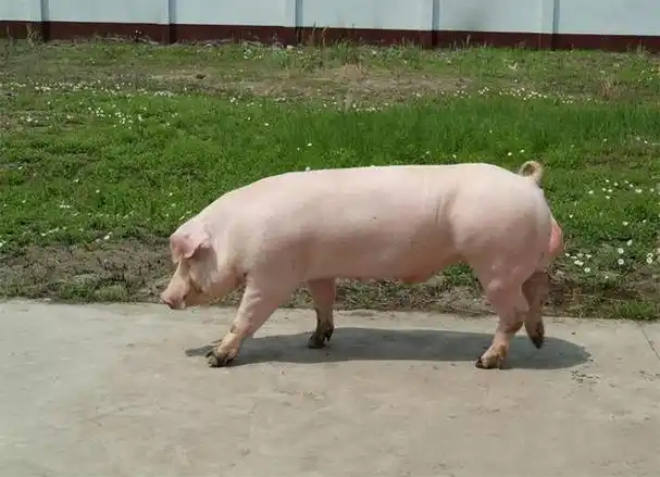 如何停止外种猪"卡脖子"