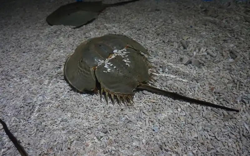 马蹄蟹,海洋动物 5k