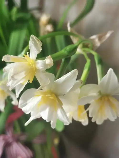 水仙花过了盛放期,看着逐渐枯萎的花朵着实有点不舍得,今年的花球能存