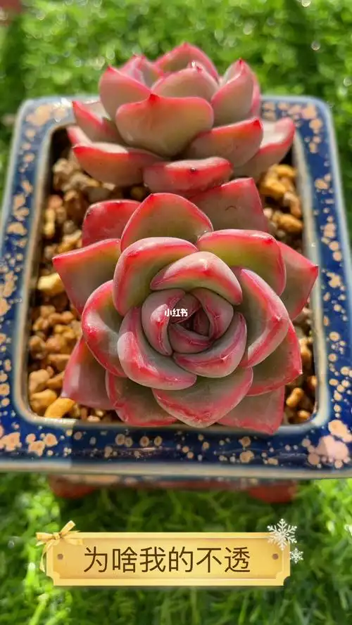 草莓泡芙_泡芙_金苑小区自由行热门攻略_多肉控_家居家装_家居装饰