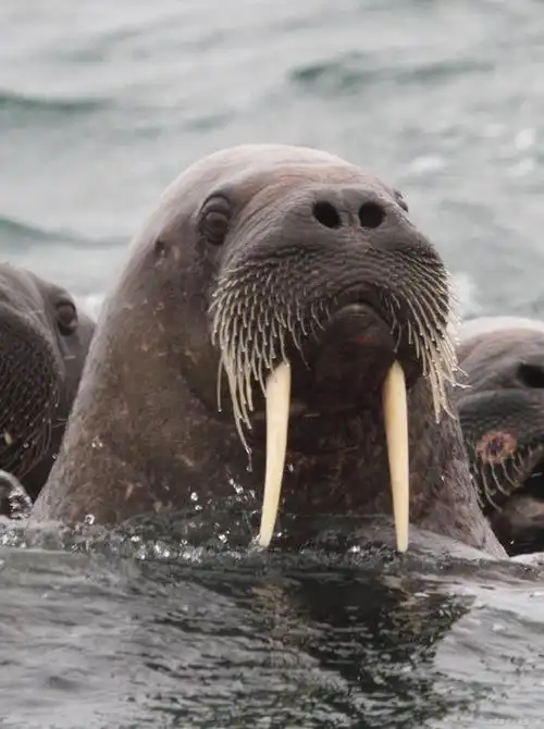 了解海象:北极洲的巨型哺乳动物_畜牧知识_中睿百科网