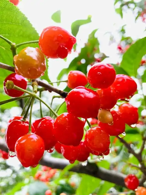 崂山大石村小把刀的樱桃熟了这是雨后的樱桃唯美清新流连忘返