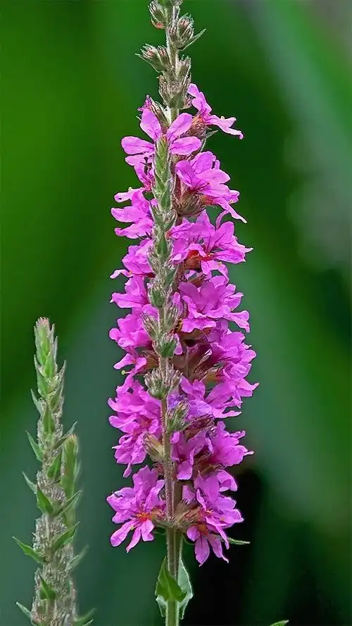 近摄乌苏里狐尾藻