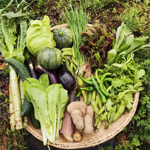 蔬菜套餐组合茄子豇豆西红柿丝瓜四季豆黄瓜辣椒萝卜菜茼蒿红苋菜
