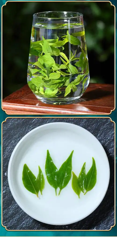 苦丁茶余庆小叶苦丁茶蒲公英青山绿水贵州发酵的功效