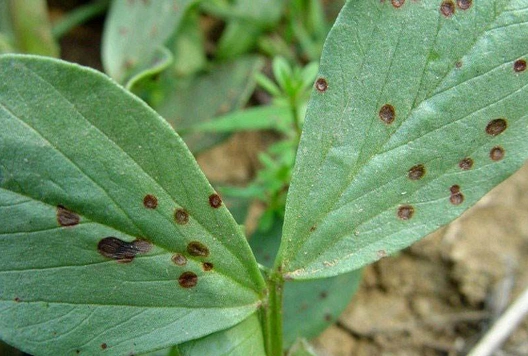 注意了,石楠赤斑病来袭!