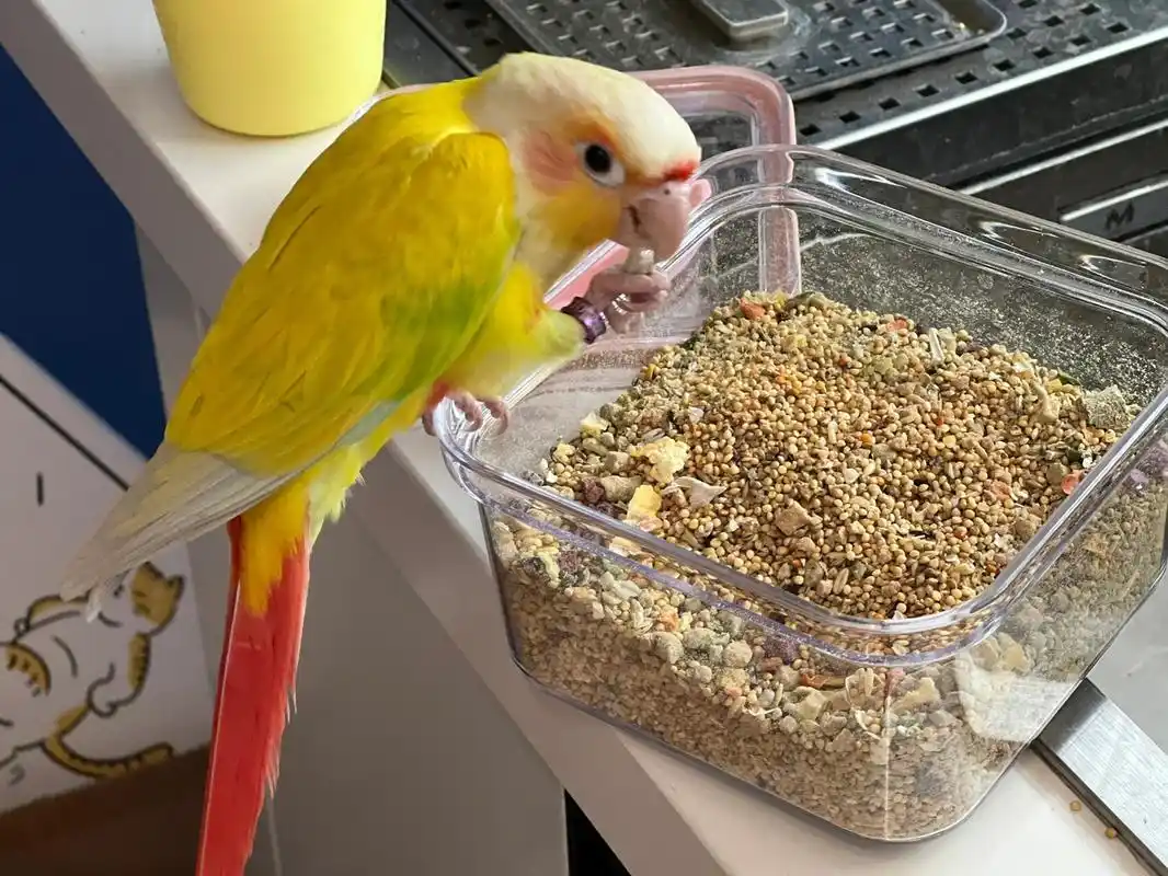 超好用的鸟粮吹壳方法 吹壳真的很解压 方法就是用一台桌面吸尘器 好