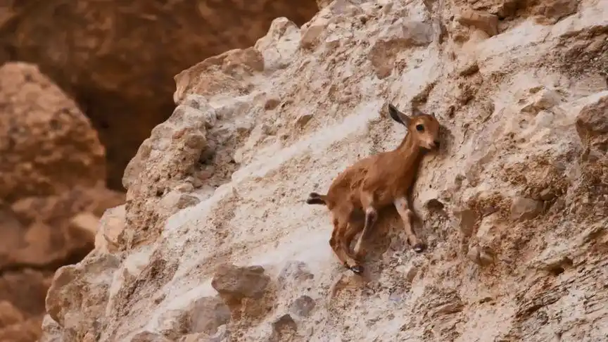 有一种羚羊一生都生活在峭壁上,几乎没有动物能抓到它们!