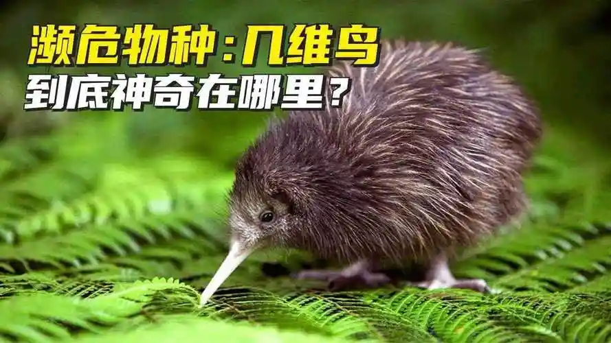 濒危物种几维鸟到底神奇在哪里