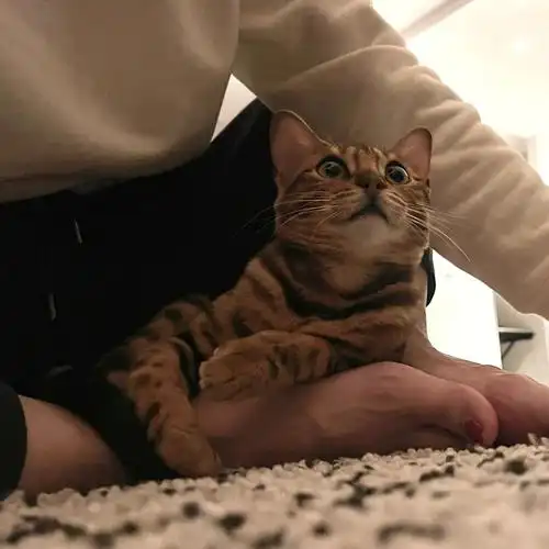 我家宠物好可爱  #猫咪  #孟加拉豹猫