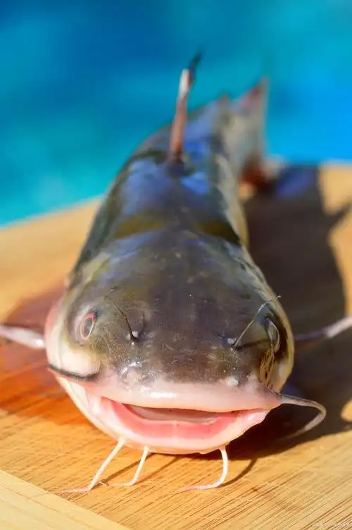 大口鲶鱼,如果养殖得当,一年可以长1-4斤左右