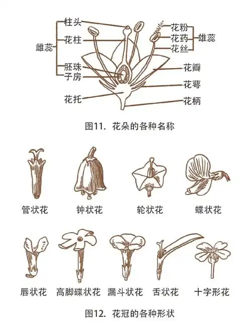 植物中药中一些形态各异的花序花朵简笔画