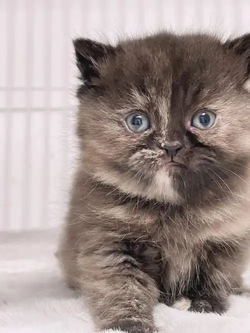 英短玳瑁色妹妹小偿领养合肥地区