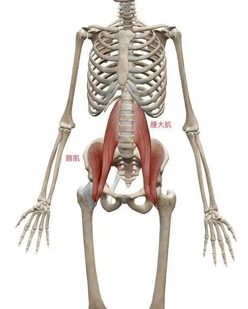 屈髋肌解剖示意图