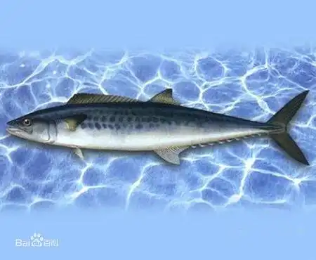 没有鳞的海鱼 肚子是白色的 是什么鱼啊?