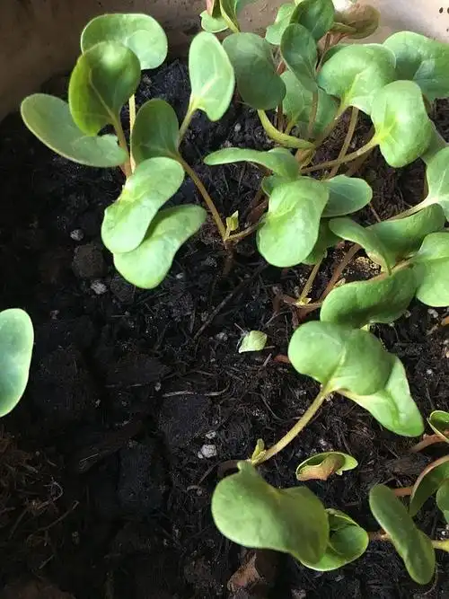 紫茉莉(地雷花) 图2大概是上周的样子,然后.