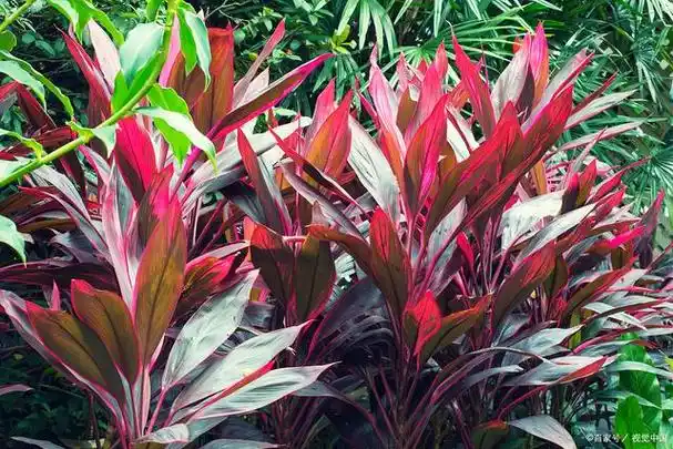 红叶朱蕉适合室内吗