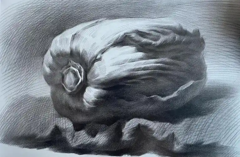 素描单体解析大白菜