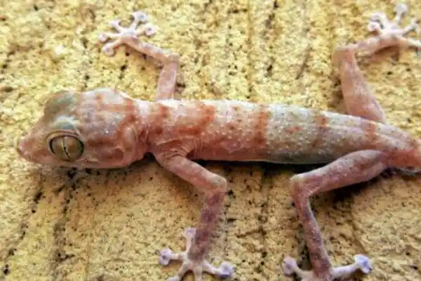 扇趾守宫生活于沙漠岩石地带的蜥蜴脚趾呈扇子状