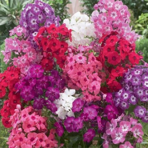 北京花园园艺 宿根福禄考盆栽苗 多年生宿根草花花园植物耐寒耐旱